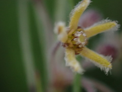 Image of Aspidoglossum interruptum