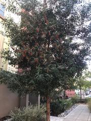 Acacia