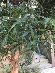 Acacia
