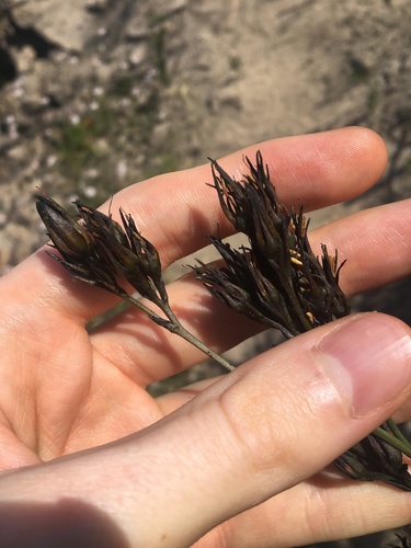 Haemodorum planifolium (Haemodorum planifolium)