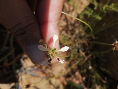 Pelargonium trifoliolatum