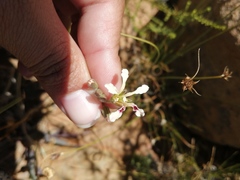 Pelargonium trifoliolatum
