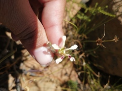 Pelargonium trifoliolatum