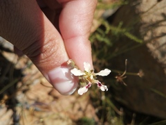Pelargonium trifoliolatum