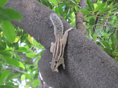 Funambulus pennantii