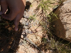 Pelargonium trifoliolatum