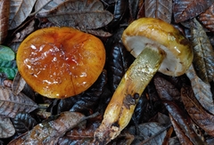 Tricholoma aurantium