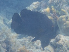 Hemiglyphidodon plagiometopon