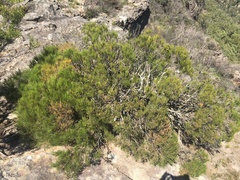 Allocasuarina nana