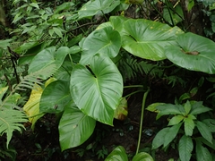 Homalomena philippinensis