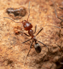 Iridomyrmex discors
