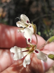 Pelargonium trifoliolatum