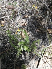 Pelargonium trifoliolatum
