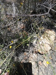 Pelargonium trifoliolatum