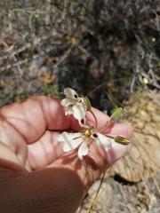 Pelargonium trifoliolatum