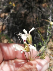 Pelargonium trifoliolatum