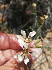 Pelargonium trifoliolatum