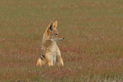 Lupulella mesomelas mesomelas