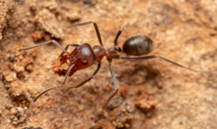 Iridomyrmex discors
