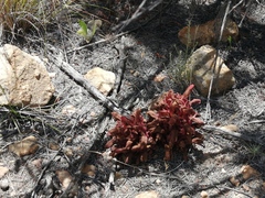 Hyobanche sanguinea