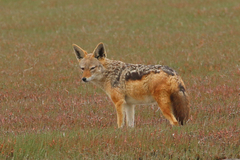Lupulella mesomelas mesomelas