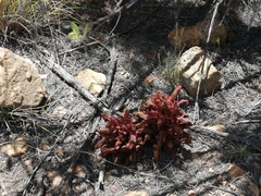 Hyobanche sanguinea