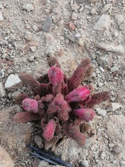Hyobanche sanguinea