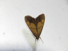 Evergestis limbata