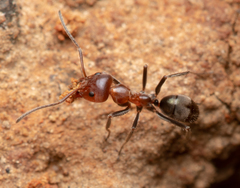 Iridomyrmex discors