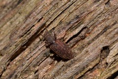 Zopheridae