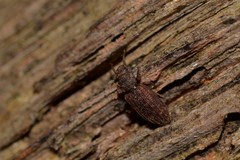 Zopheridae