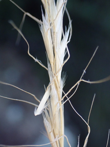 Trisetopsis imberbis image