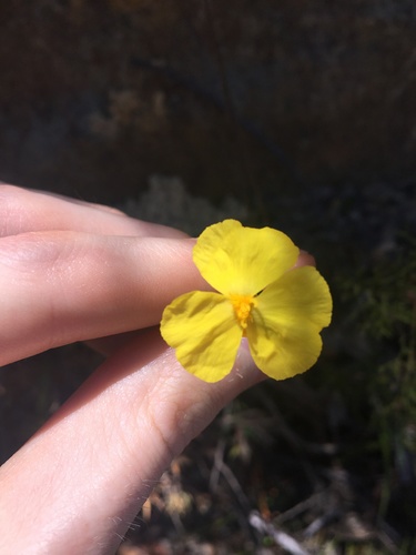 Xyris gracilis (Xyris gracilis)