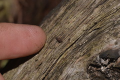 Zopheridae