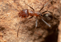 Iridomyrmex discors