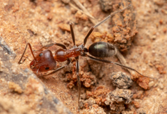 Iridomyrmex discors