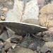 Australatya striolata - Photo (c) jonandalisha, some rights reserved (CC BY-NC), uploaded by jonandalisha