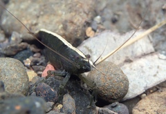 Australatya striolata