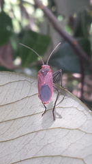 Leptocoris rufomarginatus