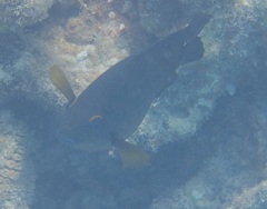 Hemiglyphidodon plagiometopon