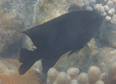 Hemiglyphidodon plagiometopon