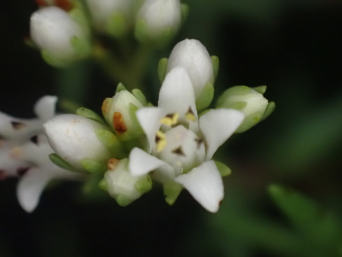 Crassula dependens image