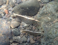 Australatya striolata