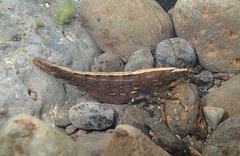 Australatya striolata