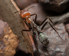 Iridomyrmex rubriceps