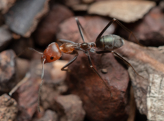 Iridomyrmex rubriceps
