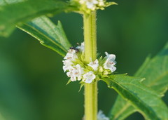 Lycopus australis