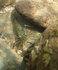 Macrobrachium australiense