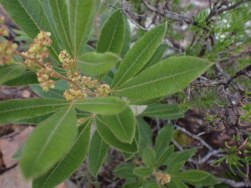 Searsia discolor image