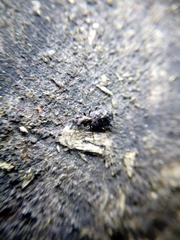 Scopodes